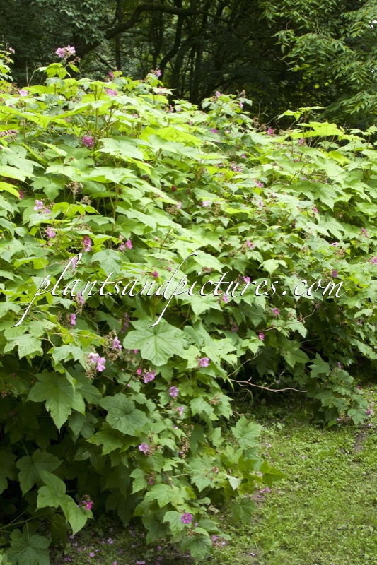 Rubus odoratus
