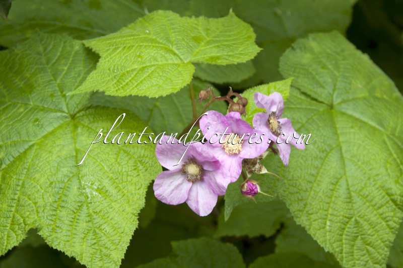 Rubus odoratus