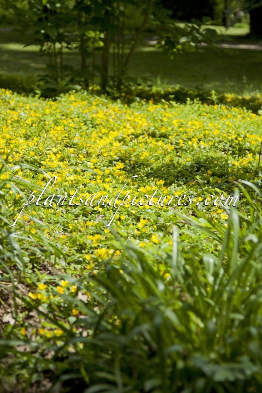 Lysimachia nummularia
