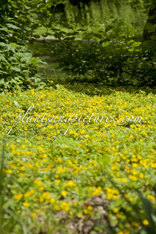 Lysimachia nummularia