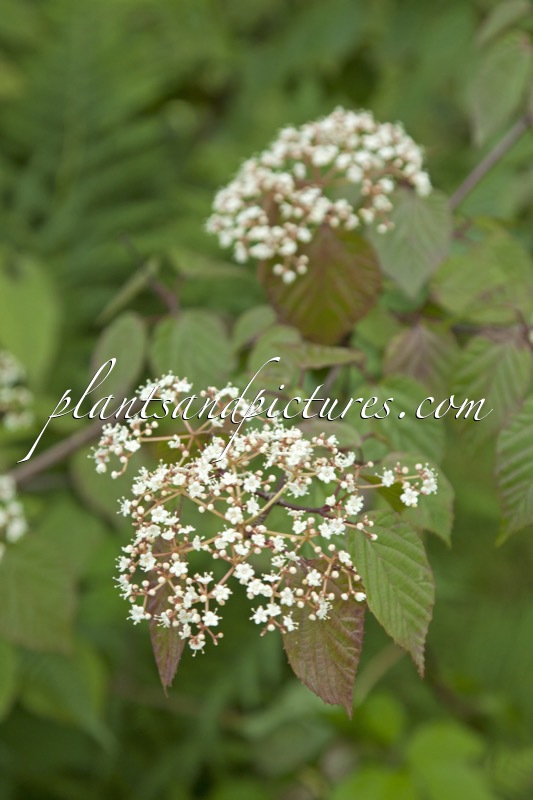 Viburnum betulifolium