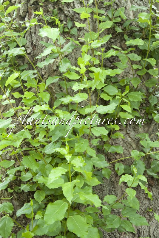 Populus berolinensis