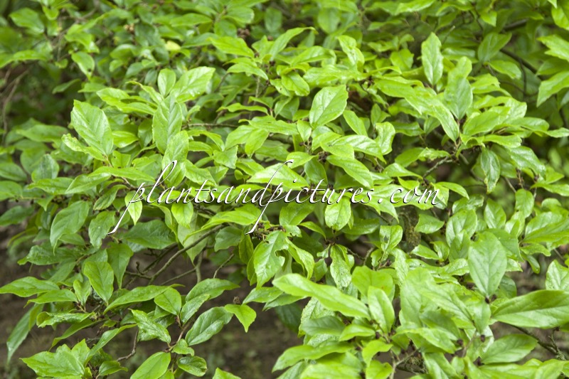 Sycoparrotia semidecidua