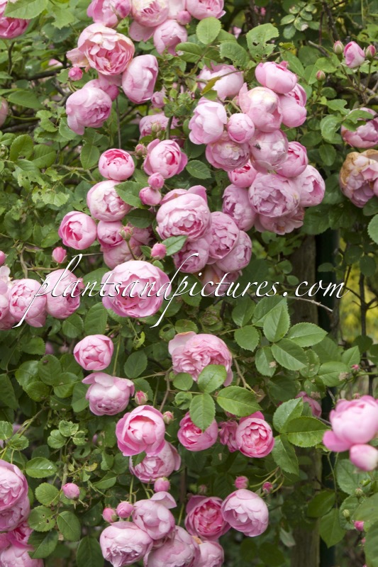 Rosa ‘Raubritter’