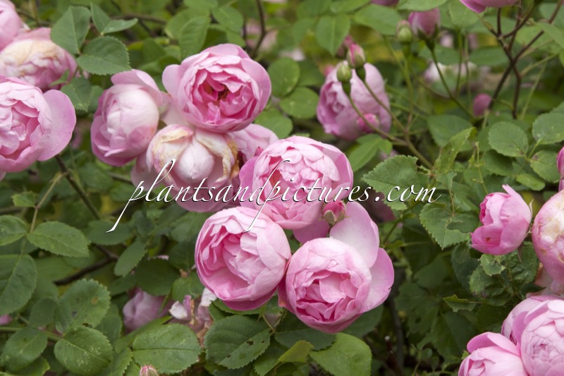 Rosa ‘Raubritter’