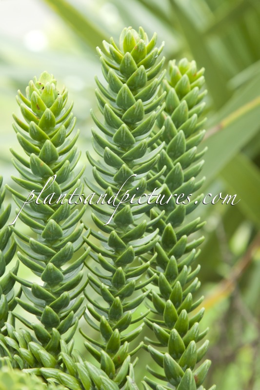 Araucaria muelleri