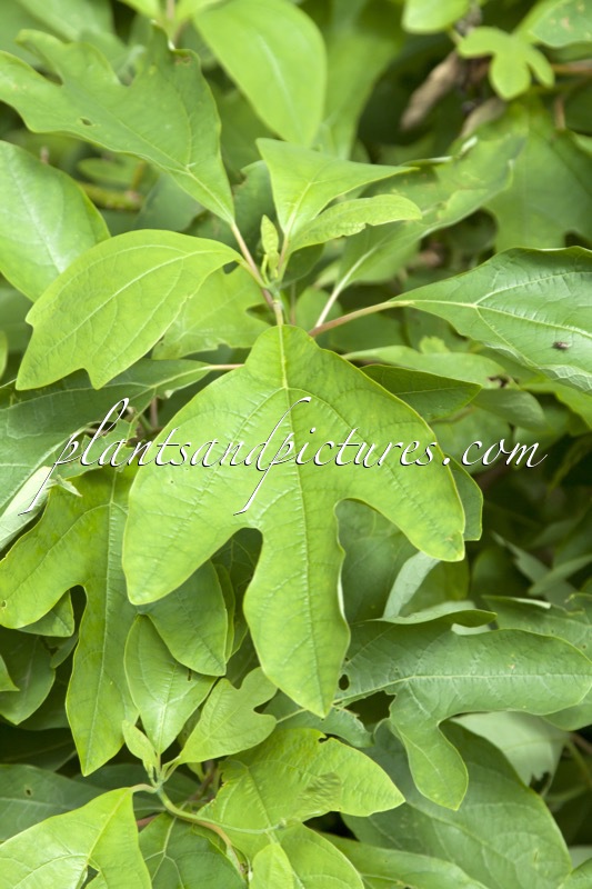 Sassafras albidum