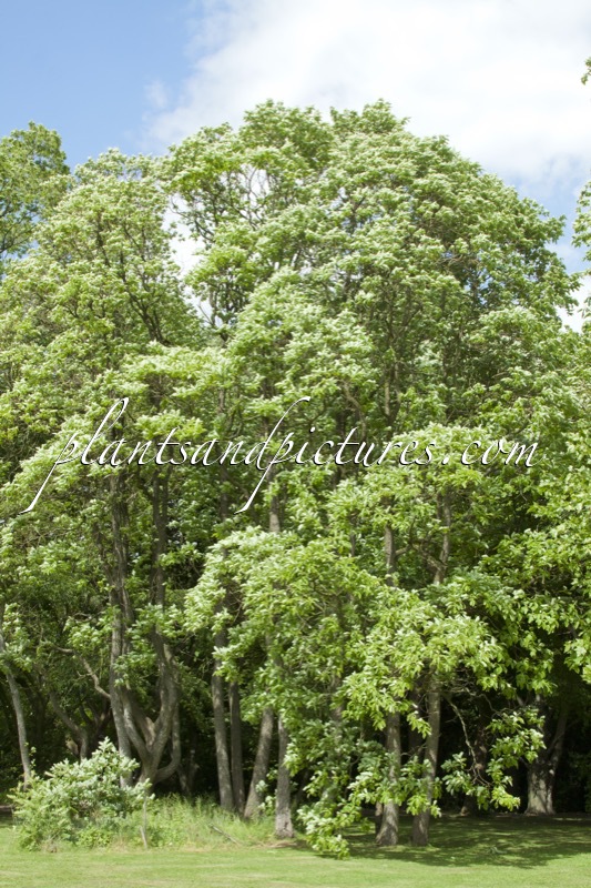 Sassafras albidum