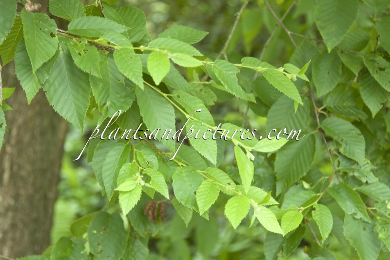 Betula lenta
