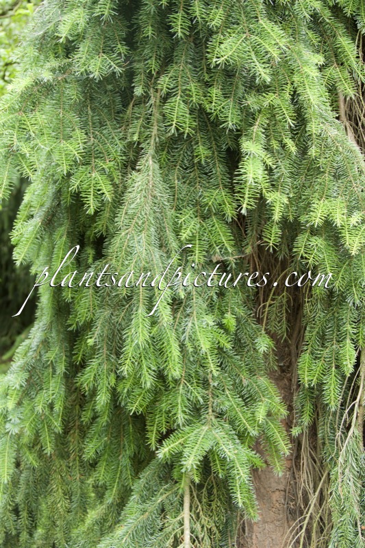 Picea omorika ‘Pendula’