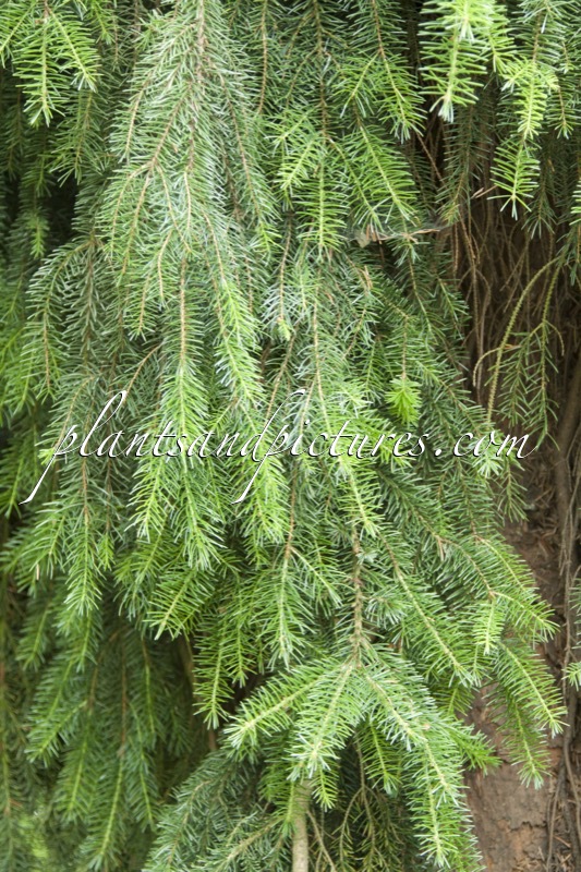 Picea omorika ‘Pendula’