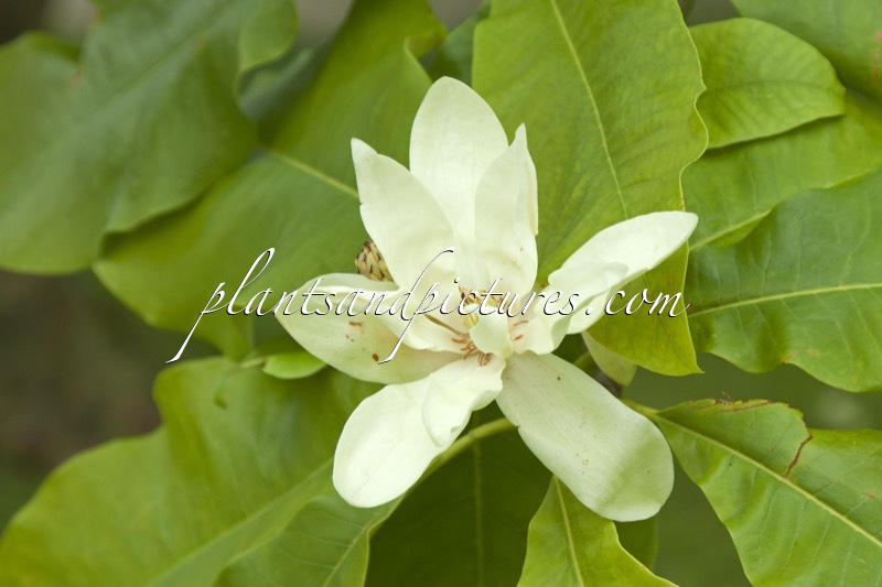 Magnolia tripetala
