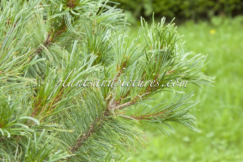 Pinus parviflora ‘Jeddeloh’