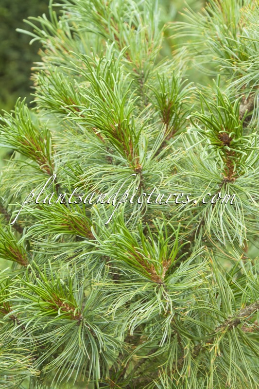 Pinus parviflora ‘Jeddeloh’