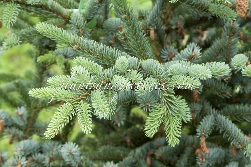 Picea jezoensis ‘Glauca’