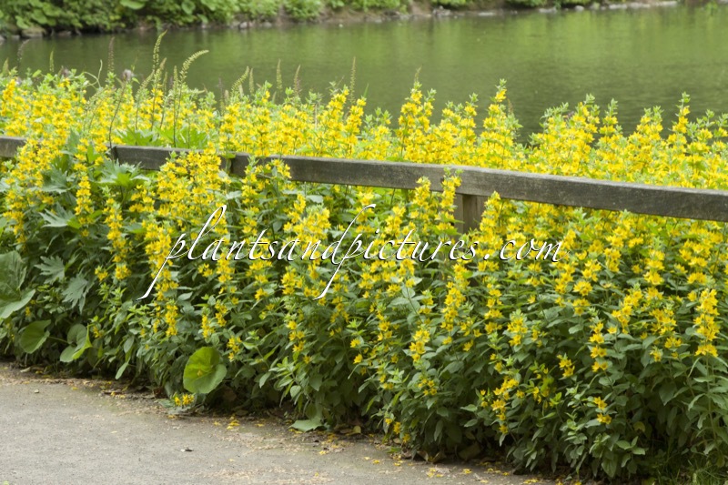 Lysimachia punctata