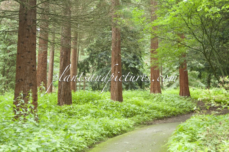Sequoiadendron giganteum
