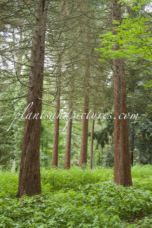 Sequoiadendron giganteum