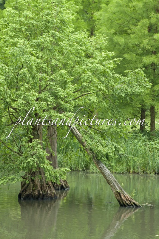 Metasequoia glyptostroboides