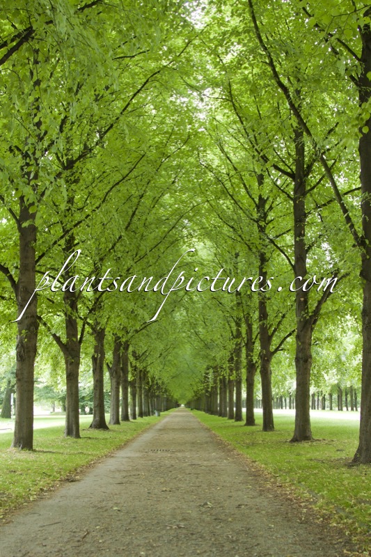 Tilia cordata ‘Greenspire’