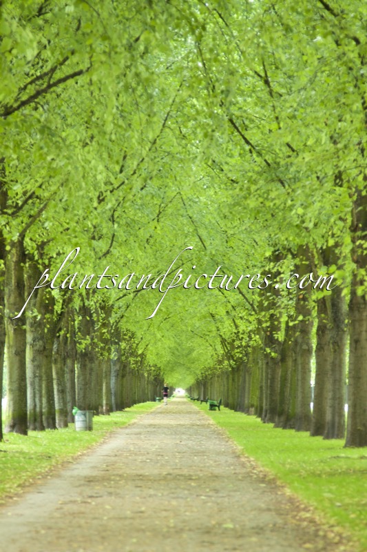 Tilia cordata ‘Greenspire’