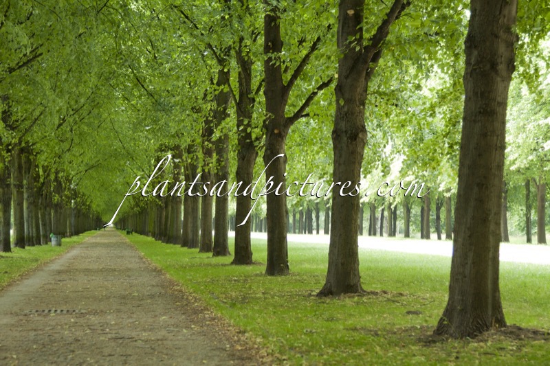 Tilia cordata ‘Greenspire’