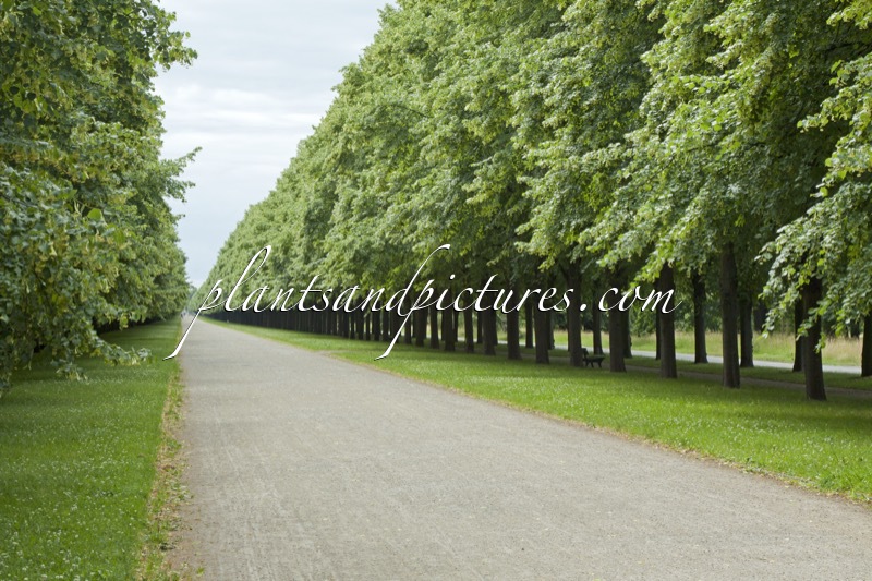 Tilia cordata ‘Greenspire’