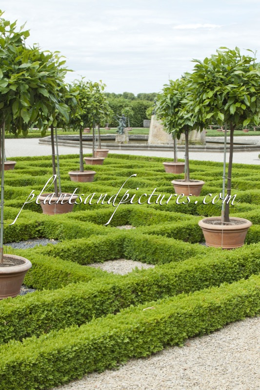 Buxus sempervirens