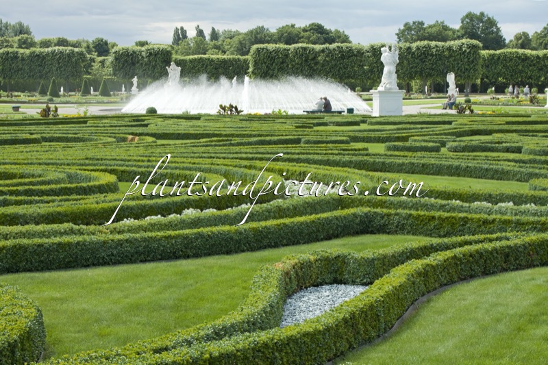 Buxus sempervirens