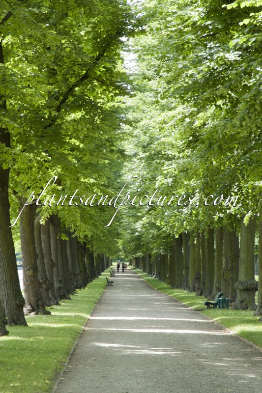 Tilia cordata ‘Greenspire’