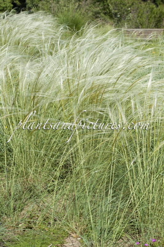 Stipa barbata