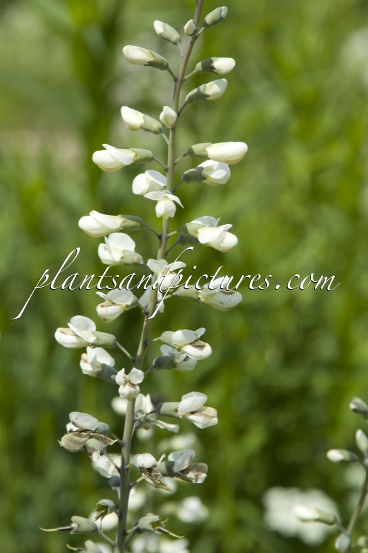 Baptisia leucantha