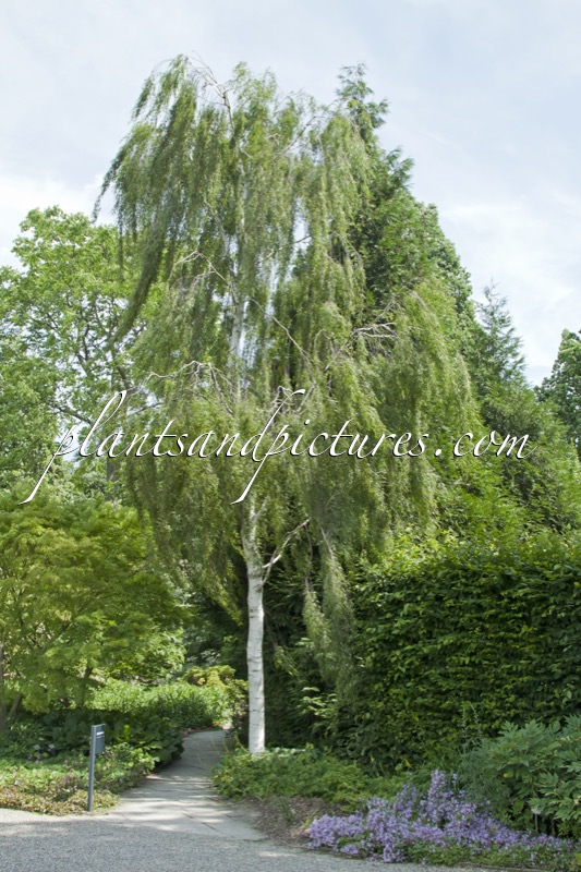 Betula pendula ‘Gracilis’
