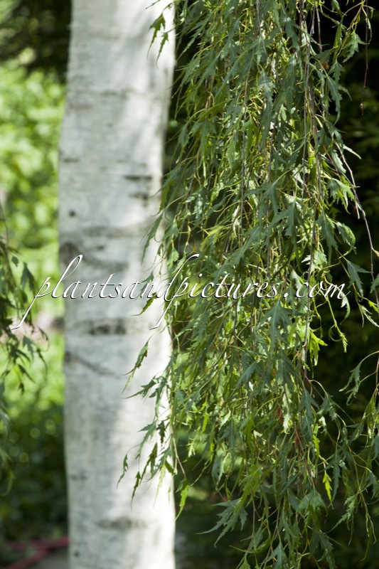 Betula pendula ‘Gracilis’