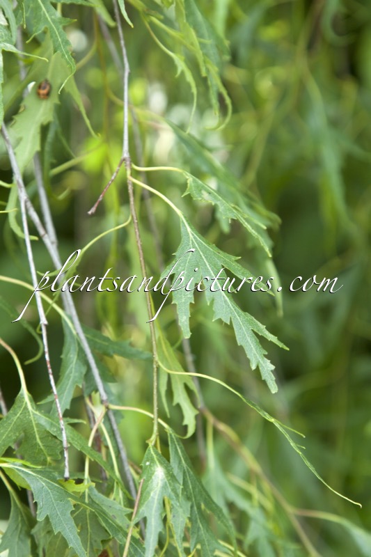 Betula pendula ‘Gracilis’