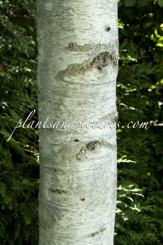 Betula pendula ‘Gracilis’