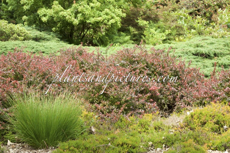 Berberis thunbergii ‘Atropurpurea Nana’