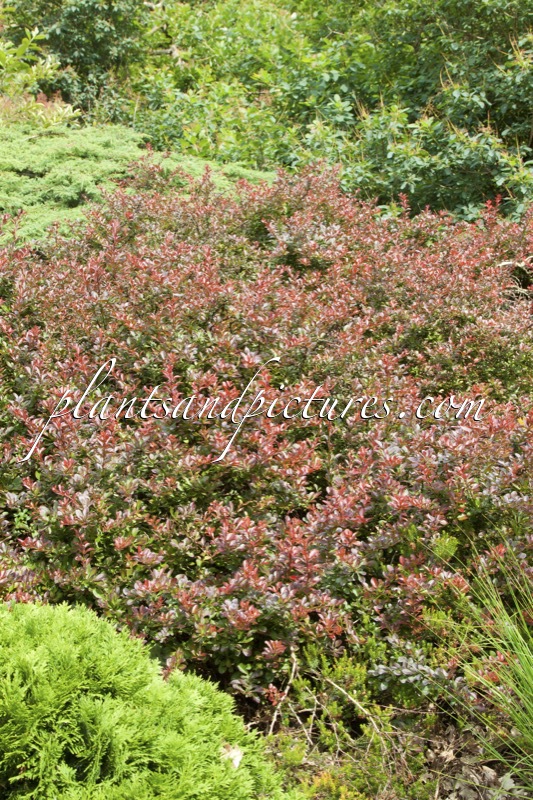 Berberis thunbergii ‘Atropurpurea Nana’