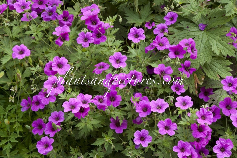 Geranium psilostemon ‘Ivan’