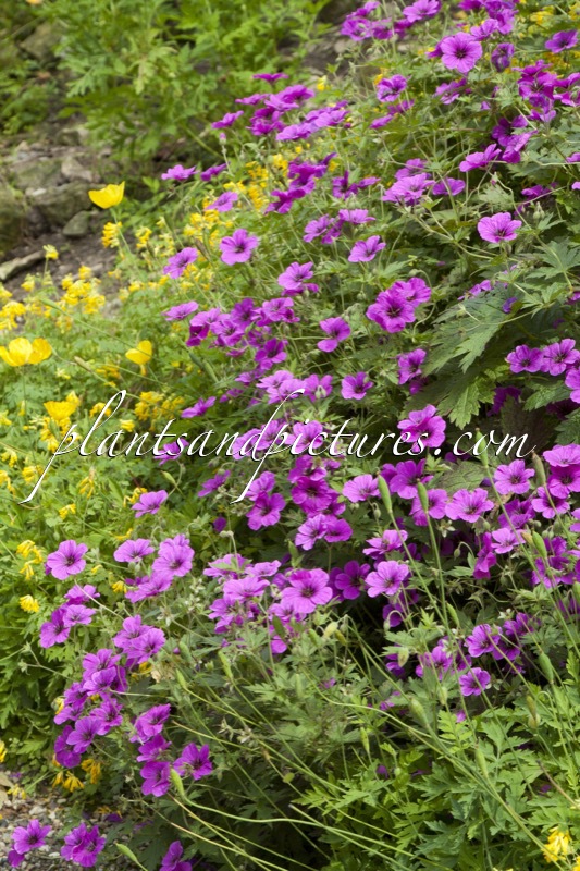 Geranium psilostemon ‘Ivan’