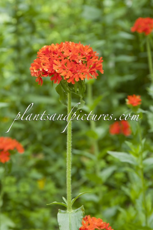 Lychnis chalcedonica