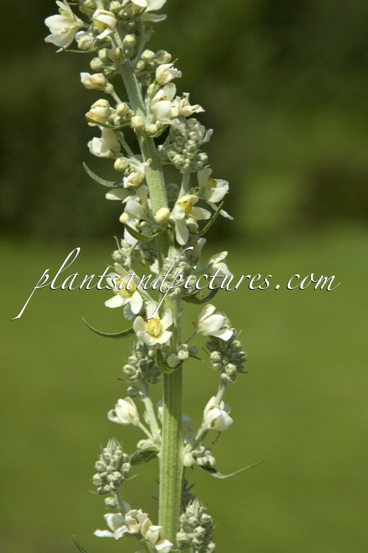 Verbascum lychnitis
