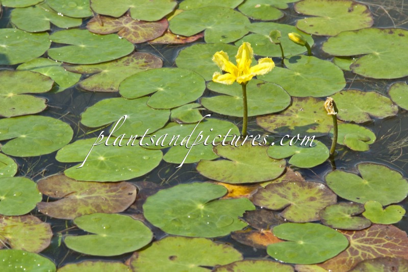 Nymphoides peltata
