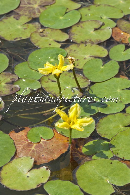 Nymphoides peltata