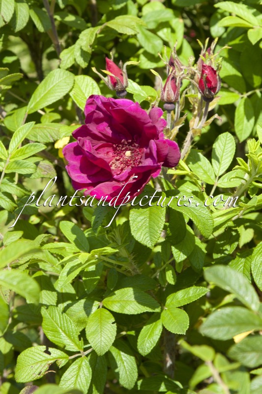 Rosa rugosa ‘Rotes Phänomen’