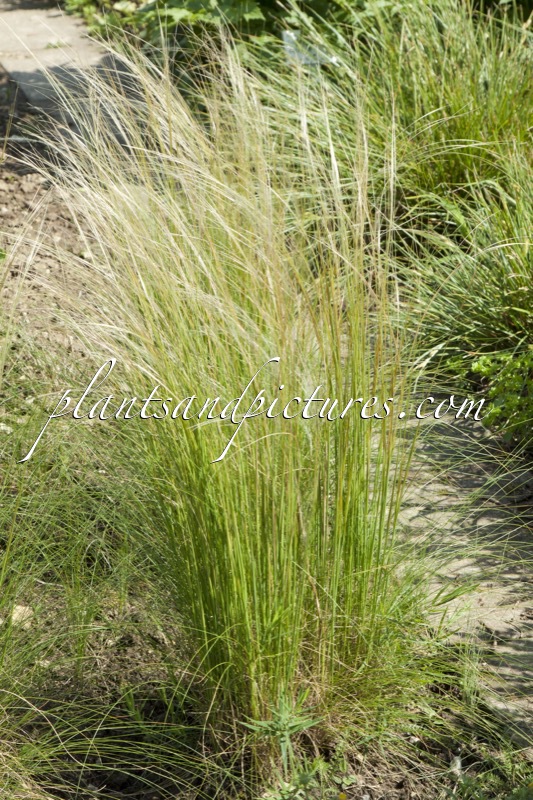 Stipa pennata