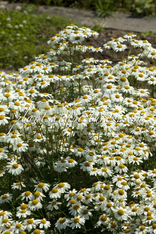 Tanacetum corymbosum