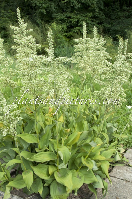 Veratrum album