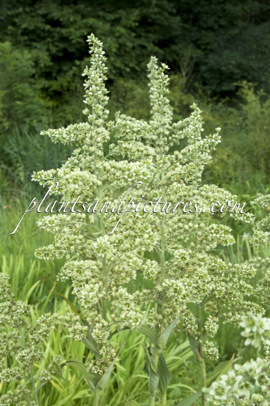 Veratrum album
