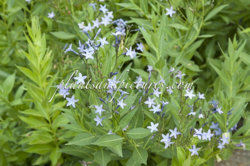 Amsonia orientalis